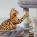 Cat Tree Tower, 35 inch Kitten Activity Center with Padded Plush Perches, Scratching Posts, Jump Platform - 09HUI