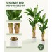 Faux Banana Trees, 2-Pack, 72 in, Indoor Décor