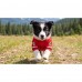 Dog Jersey Shirt Red Pet T-Shirt for Small Medium Large Dogs Breathable Sport Style Puppy Clothes Canada Day Pet Outfit for Walking, Photos, Parties, Outdoor Size L Dog Jersey Shirt Red Pet T-Shirt for Small Medium Large Dogs Breathable Sport Style Puppy Clothes Canada Day Pet Outfit for Walking, Photos, Parties, Outdoor Size L